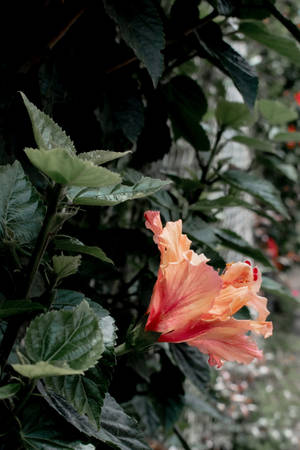 Hibiscus Flower Plant Aesthetic Wallpaper