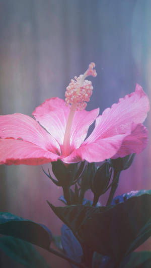 Hibiscus Hawaiian Punch Wallpaper