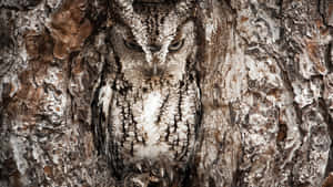 Hidden Owl In Rocks Wallpaper