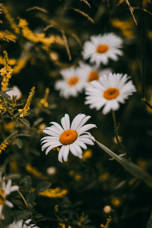 Hidden White Daisy Iphone Wallpaper