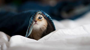 Hiding Baby Animal Kitten Wallpaper
