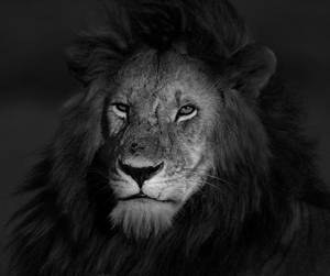 High Contrast Lion Photography Wallpaper