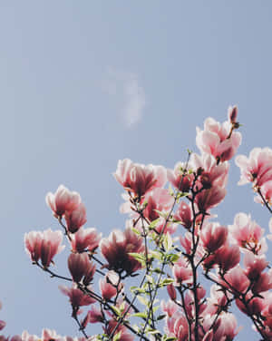 High Definition Aesthetic Magnolia Flower Wallpaper