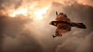 High-flying Eagle With Stunning Reddish-brown Feathers Wallpaper