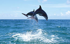 High Jumping Dolphins Wallpaper