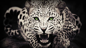 High Resolution Desktop Cheetah Bnw Wallpaper