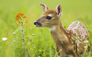 High Resolution Desktop Deer In Grass Wallpaper