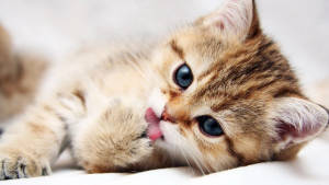 High Resolution Desktop Kitten Lick Wallpaper