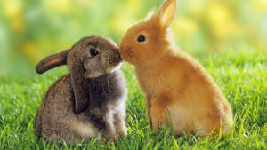 High Resolution Desktop Rabbit Kissing Wallpaper