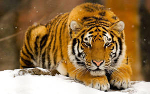 High Resolution Desktop Snow Tiger Wallpaper