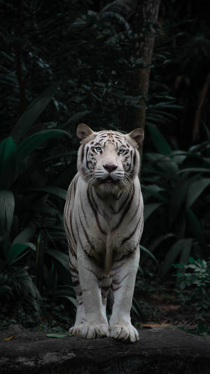 High Resolution Desktop White Tiger In Forest Wallpaper