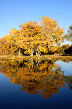 High Resolution Fall Gold Leaves And Lake Wallpaper