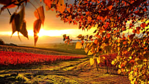 High Resolution Fall In Vineyard Wallpaper