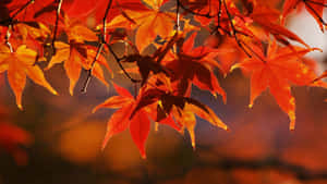 High Resolution Fall Leaves In Bokeh Effect Wallpaper