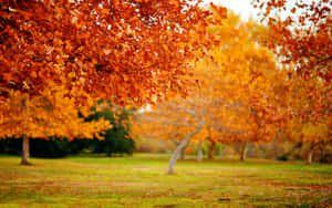 High Resolution Fall Leaves In Orange And Yellow Wallpaper