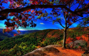 High Resolution Fall Red And Green Leaves Wallpaper