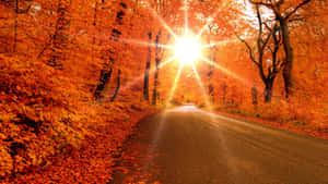 High Resolution Fall Sun Rays Wallpaper