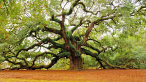 High Resolution Oak Tree Wallpaper