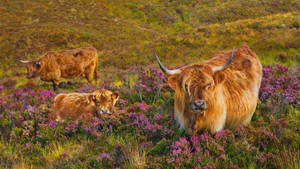 Highland Cow Herd With Flowers Wallpaper