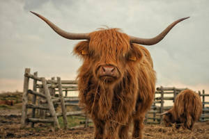 Highland Cow Near Fences Wallpaper