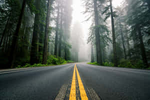 Highway Surrounded By Foggy Forest Wallpaper