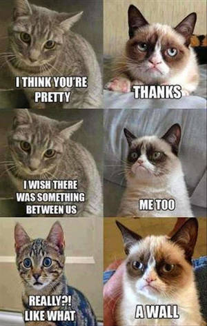 Hilarious Cat Meme Wallpaper
