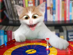 Hilarious Face Of Funny Cat Wallpaper