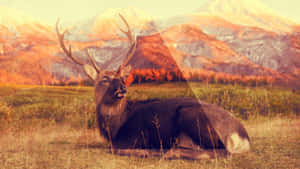 Hipster Deer Desktop Wallpaper