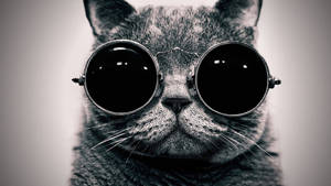 Hipster Grey Cat With Glasses Wallpaper
