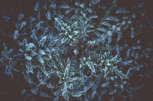 Hoarfrost On The Plant Wallpaper