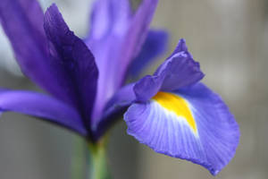 Hollandica Iris Flower Wallpaper