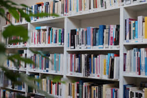 Home Library Many Book On Shelves Wallpaper