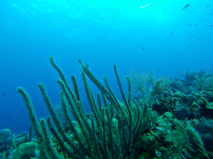Honduras Green Reef & Blue Ocean Wallpaper