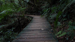 Honduras Path To Forest Wallpaper