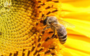Honey Bee Sucking Nectar Wallpaper