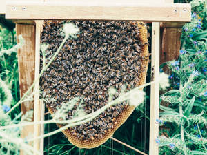 Honeycomb Bee Colony Wallpaper