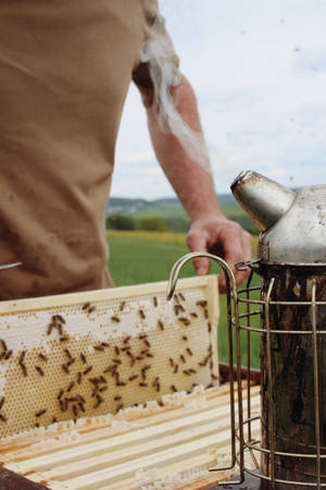 Honeycomb Bee Farm Wallpaper