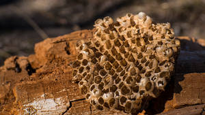 Honeycomb Circular Chunk Wallpaper
