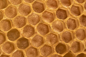 Honeycomb Close-up Shot Wallpaper