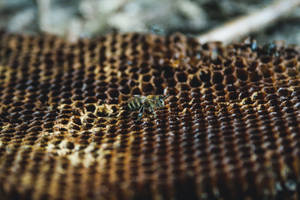 Honeycomb Dried Piece Wallpaper