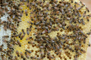 Honeycomb Full Of Bees Wallpaper
