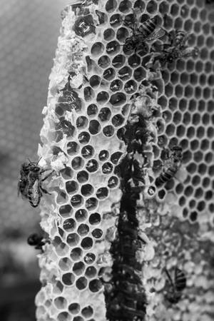 Honeycomb Grayscale Image Wallpaper