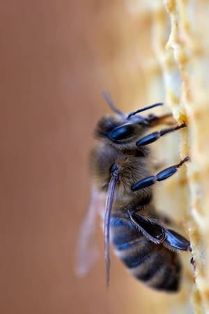 Honeycomb Lone Bee Wallpaper