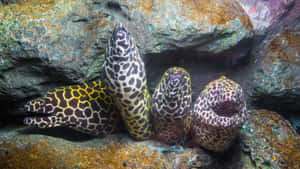 Honeycomb Moray Eels Resting Wallpaper