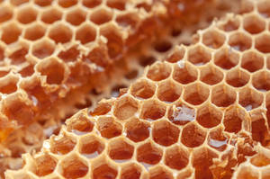 Honeycomb Straight Cut Wallpaper