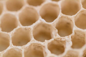 Honeycomb White Empty Wallpaper