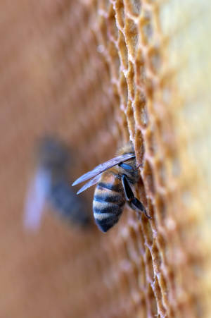 Honeycomb Working Bees Wallpaper