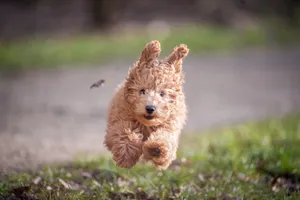 Hopping Puppy Wallpaper