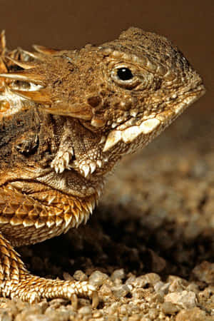 Horned Lizard Closeup Wallpaper