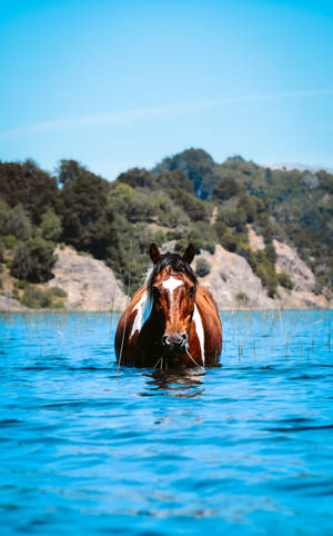 Horse Face Star On Water Wallpaper